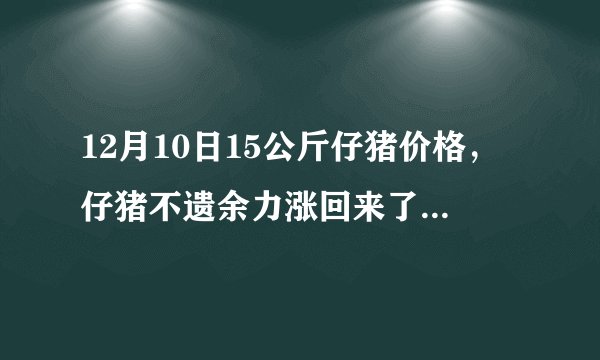 12月10日15公斤仔猪价格，仔猪不遗余力涨回来了，又开始抢猪了？