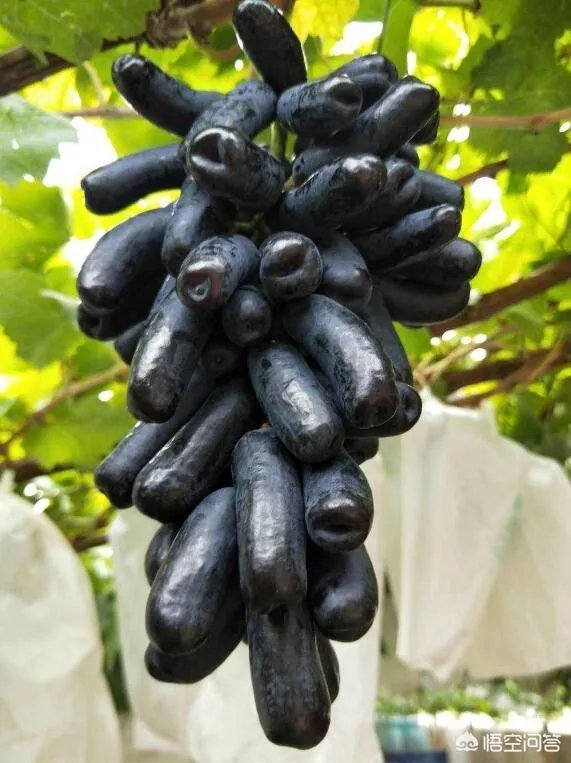 蓝宝石葡萄苗多少钱一棵？