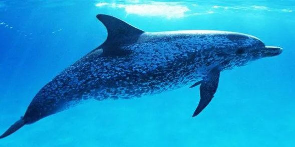 鲸鱼平均一分钟心跳多少下？