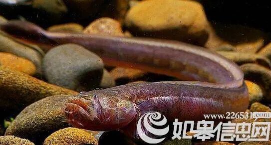 红狼牙鰕虎鱼的主要价值