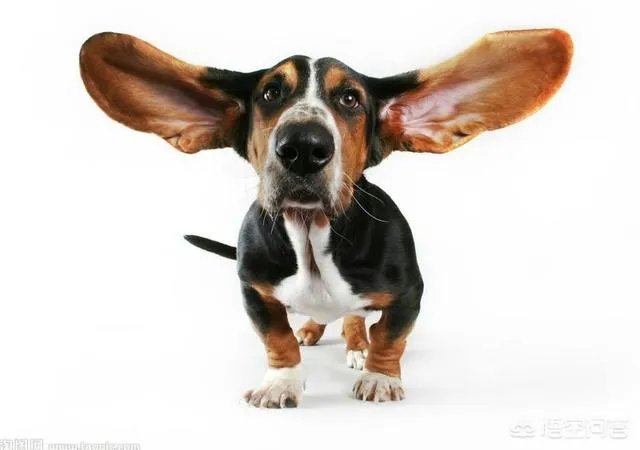 莱次狗的价格是不是被人为控制着？