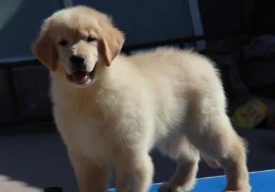 谁有三四个月的金毛犬图片?