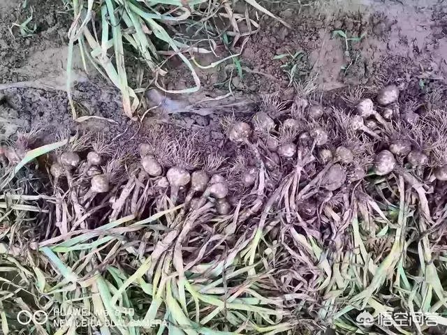 2018年的大蒜到底是会涨价还是会掉价？