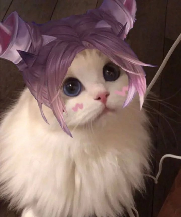 《王者荣耀》猫咪接头头像大全