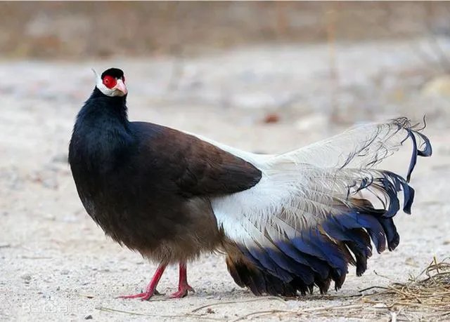 吕梁有哪些世界之最？