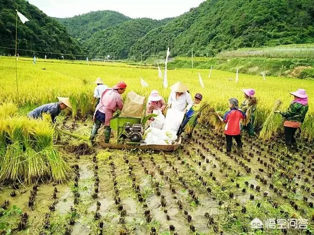 没打药的大米能卖多少钱一斤？有什么依据？