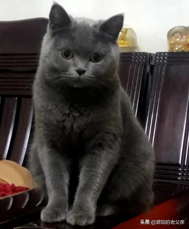 你家的猫做过哪些不可思议的事？