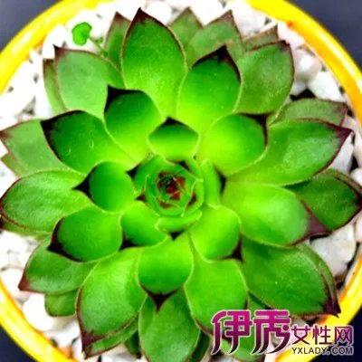 观音莲的作用有哪些