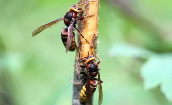 女生军训被马蜂爬嘴一动不动，遇到这种情况该怎么办