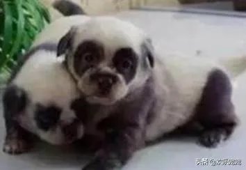 被染色成熊猫的狗，真的更“可爱”吗？