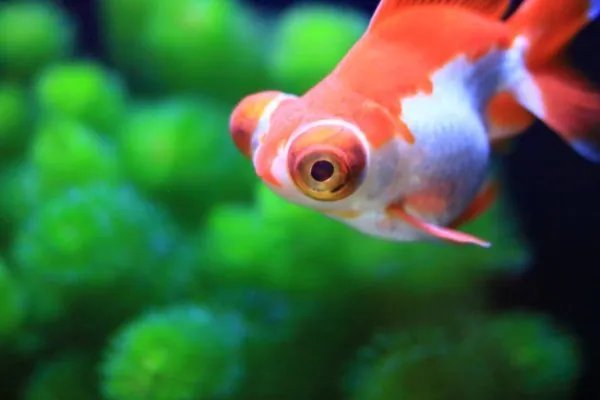 现在金鱼都排成一排看电视了，金鱼好养吗？