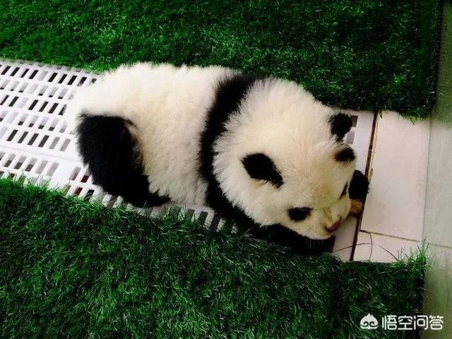 被染色成熊猫的狗，真的更“可爱”吗？