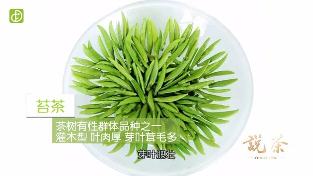 都匀毛尖是什么茶（图文）