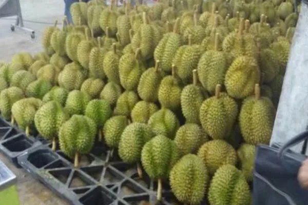 去泰国旅游,看见哪种榴莲千万别买?