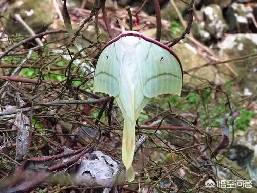 这是什么品种的飞蛾？