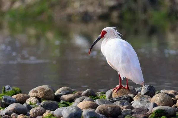 中国濒临灭绝的动物有哪些？它们图片！