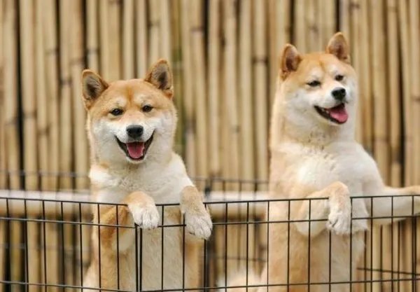 《向往的生活》锅碗瓢盆四条狗，现在过的怎么样了？