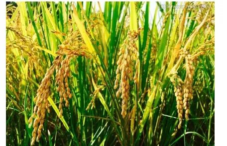 哪些地区可以种三季稻