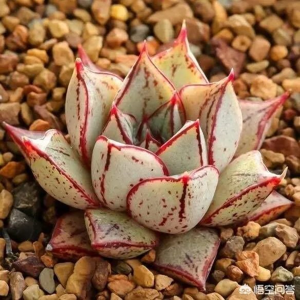 给多肉浇水的秘诀是什么？