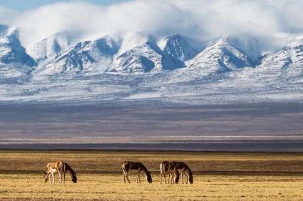 中国四大无人区面积:西藏羌塘最大(29.8万平方公里)