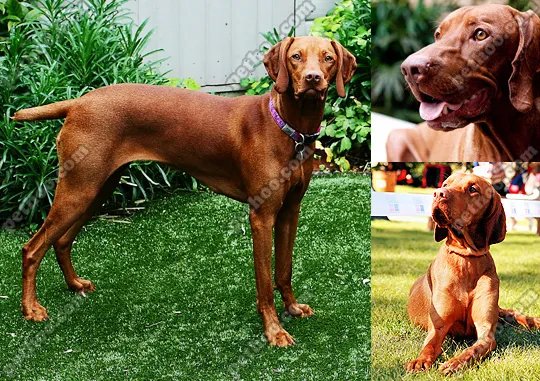 威尔斯科基犬的简介