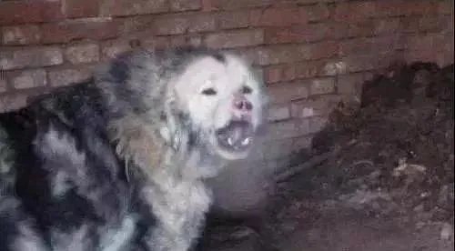 鬼面獒和鬼獒图片？