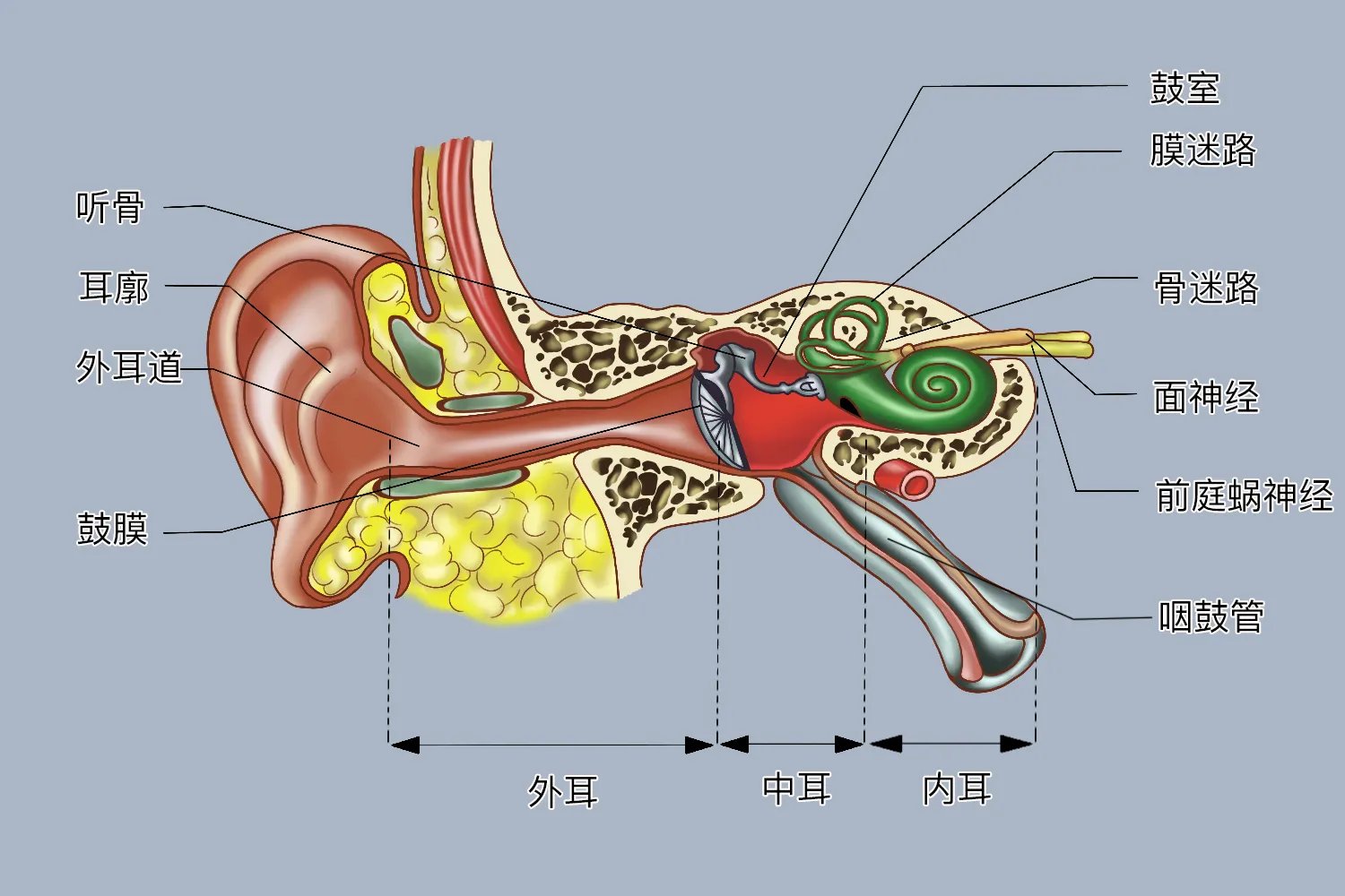 儿童的正常耳膜位置图片
