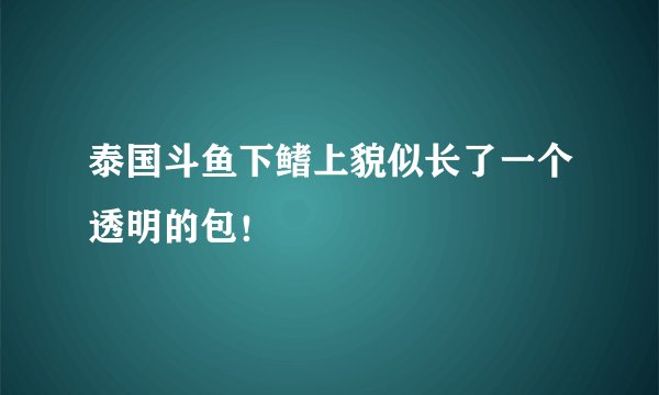泰国斗鱼下鳍上貌似长了一个透明的包！