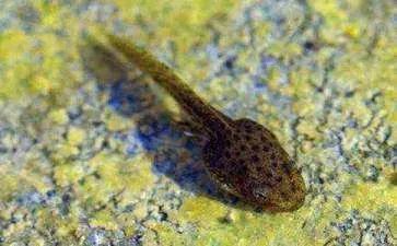 小蝌蚪找妈妈ppt