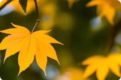 中国辣椒产地有哪些?