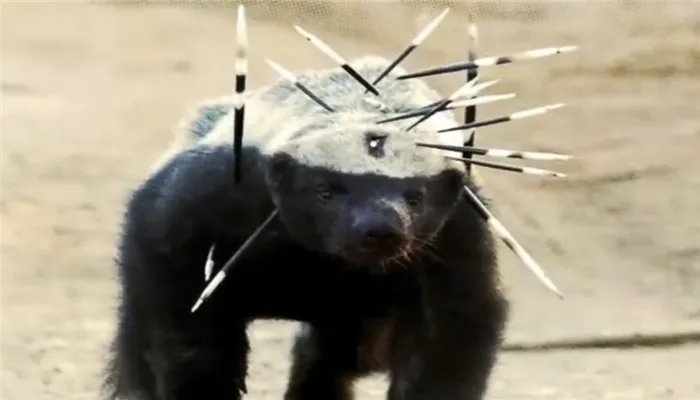 人称平头哥的动物是什么 称为平头哥的动物是什么