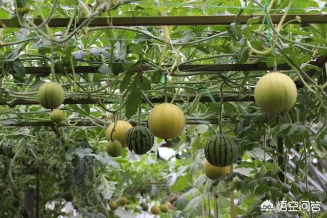 农村耕地出租多少钱一亩？直补归谁？