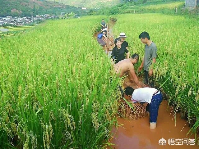没打药的大米能卖多少钱一斤？有什么依据？