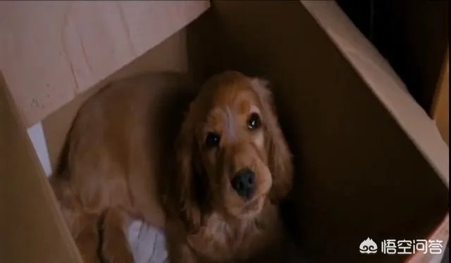 《狗十三》到底讲了什么？