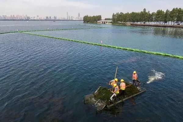 武汉东湖水下森林你见过吗？是怎样的景貌