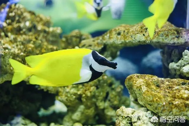 海丝动物园好玩吗