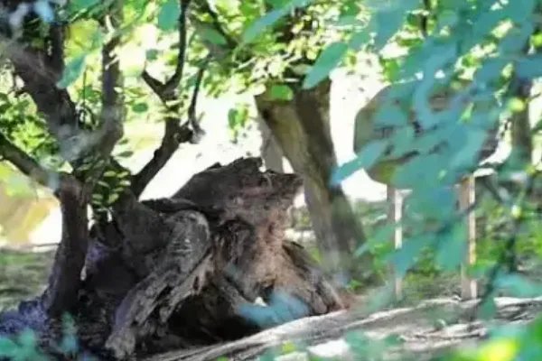 新疆乌鲁木齐有哪些特色？