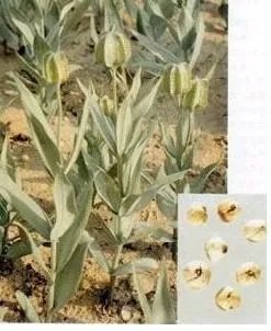 新疆的道地药材有哪些？