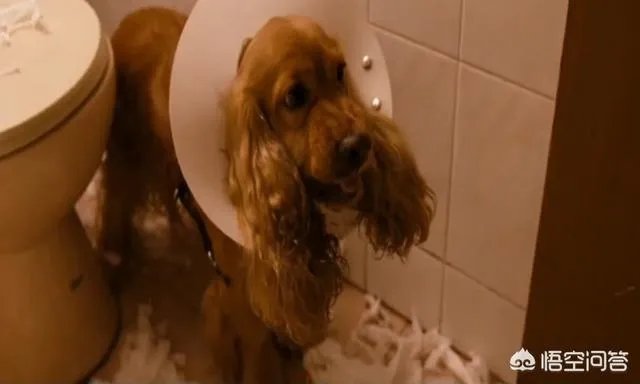 《狗十三》到底讲了什么？