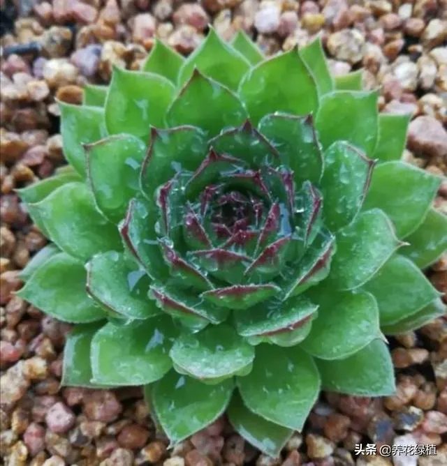 给多肉浇水的秘诀是什么？