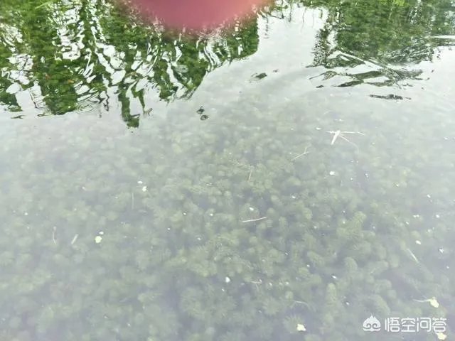 养殖小龙虾每亩投入3000元，亩产300斤算正常吗？该如何养殖？