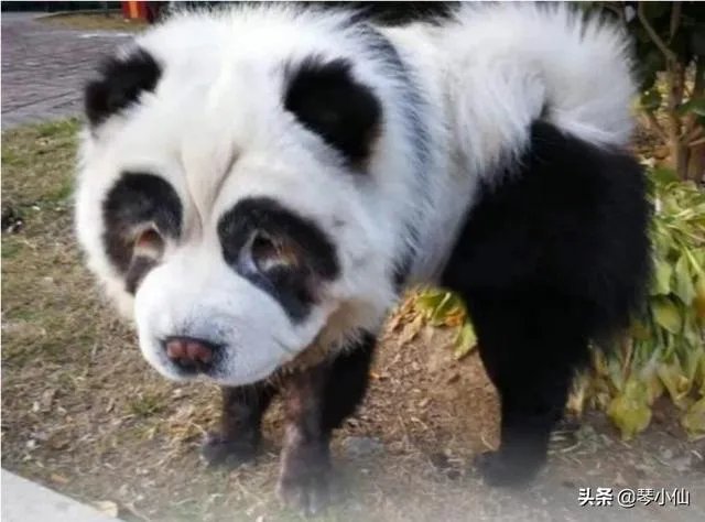 被染色成熊猫的狗，真的更“可爱”吗？