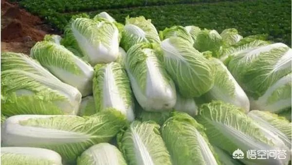 如何识别出甲醛白菜?