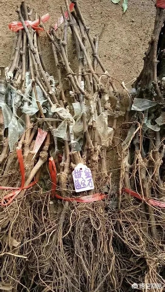 蓝宝石葡萄苗多少钱一棵？