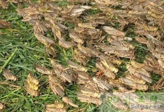 现在看到农村很多大棚饲养蝗虫的，效益咋样？