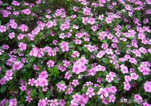 长春花怎么摘心？