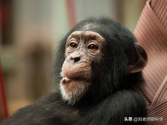 人和动物最大的相同点是什么？