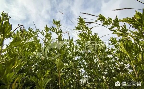 艾草是野生的好还是种植的好?