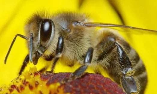 如果蜜蜂第一次分群失败，第二天还会进行分蜂吗？