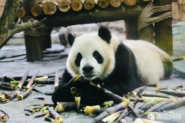 海丝动物园好玩吗